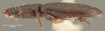 Media type: image;   Entomology 24478 Aspect: habitus lateral view